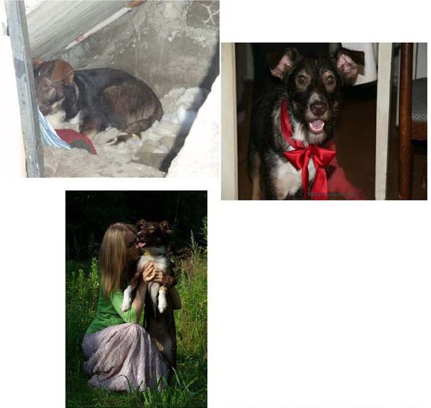 Σκύλοι πριν και μετά τη διάσωση τους (11)