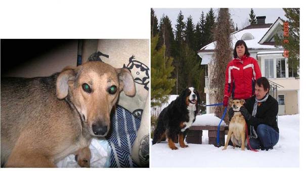 Σκύλοι πριν και μετά τη διάσωση τους (16)