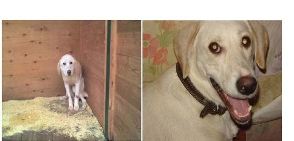 Σκύλοι πριν και μετά τη διάσωση τους (20)