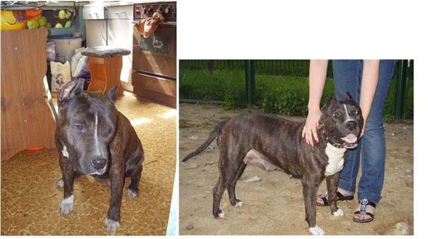 Σκύλοι πριν και μετά τη διάσωση τους (22)