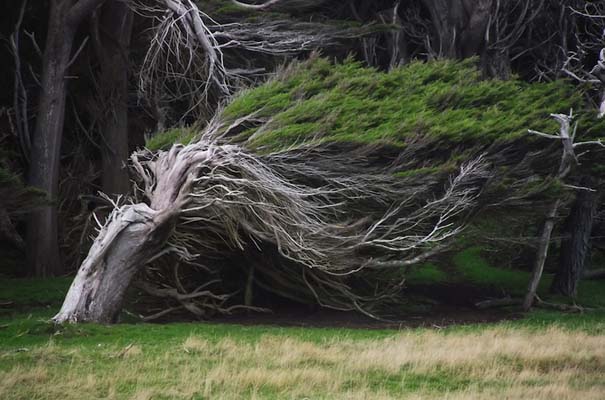Ανεμοδαρμένα δέντρα του Slope Point (2)