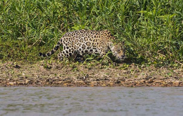 Απίστευτες εικόνες από την επίθεση ενός jaguar σε αλιγάτορα (1)