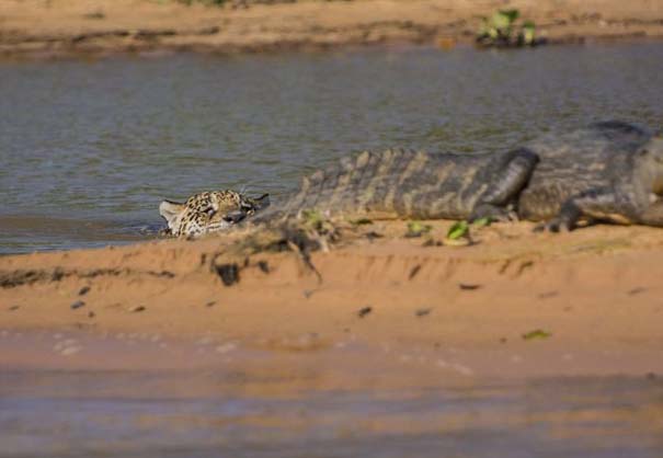 Απίστευτες εικόνες από την επίθεση ενός jaguar σε αλιγάτορα (3)