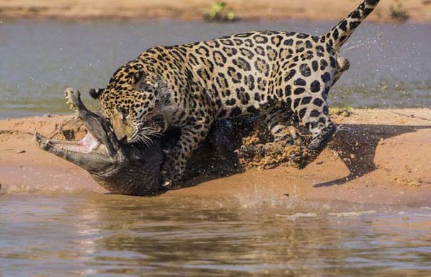 Απίστευτες εικόνες από την επίθεση ενός jaguar σε αλιγάτορα (6)
