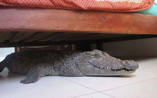 Κοιμόταν αμέριμνος χωρίς να ξέρει τι βρισκόταν κάτω από το κρεβάτι... (2)