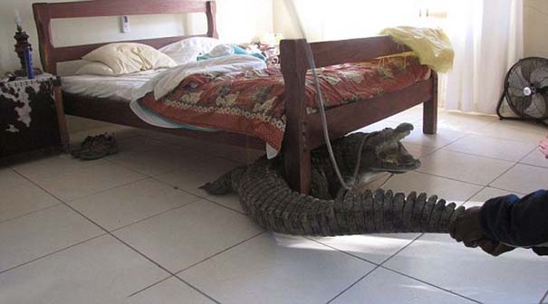 Κοιμόταν αμέριμνος χωρίς να ξέρει τι βρισκόταν κάτω από το κρεβάτι... (6)