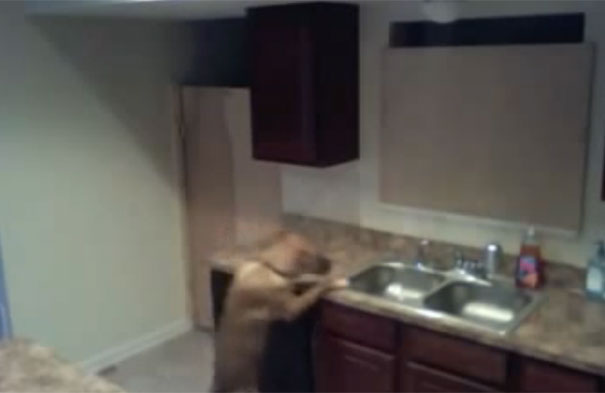 Η μυστηριώδης απόδραση του σκύλου από την κουζίνα