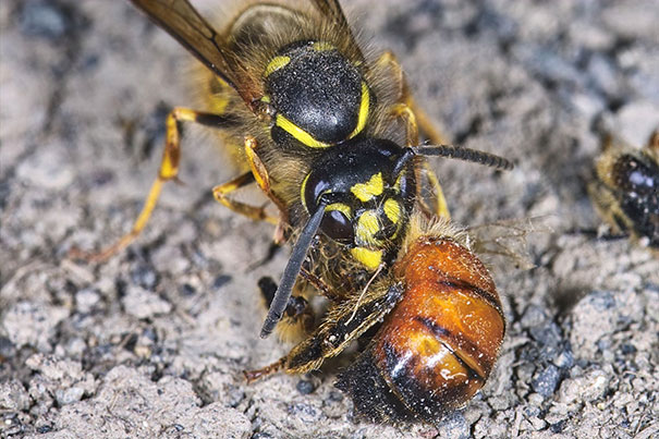 Σφήκα εναντίον μέλισσας