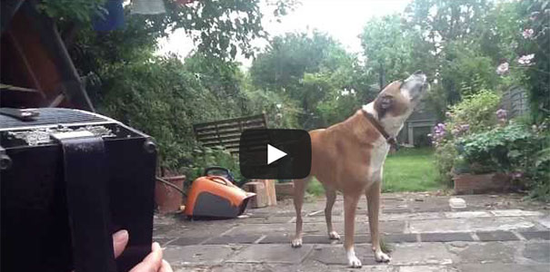 Σκύλος τραγουδάει υπό τους ήχους του ακορντεόν
