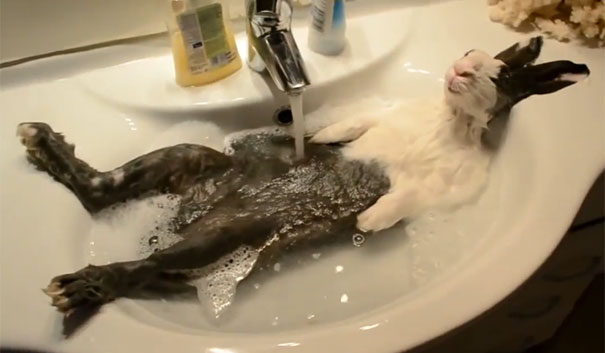 Ζώα που απολαμβάνουν το μπάνιο τους