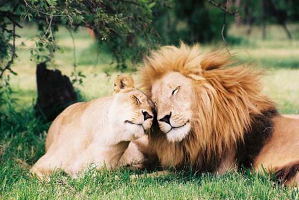 Ζώα που δεν μπορούν να κρύψουν τον έρωτα τους (2)