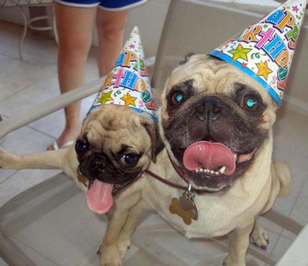 Ζώα που γιορτάζουν τα γενέθλια τους (4)