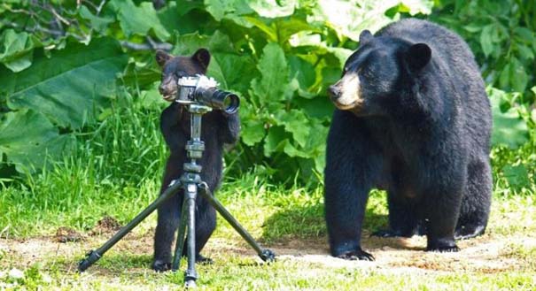 Αρκούδες σε οικογενειακή φωτογράφηση (3)