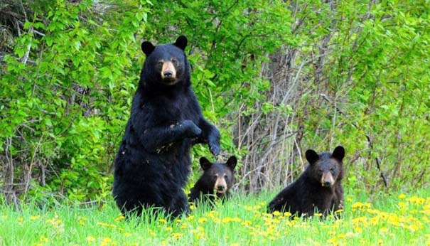 Αρκούδες σε οικογενειακή φωτογράφηση (6)