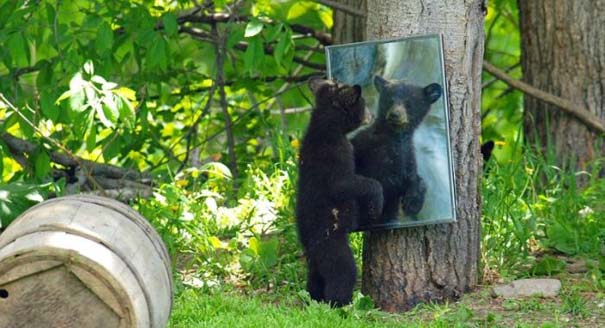 Αρκούδες σε οικογενειακή φωτογράφηση (8)
