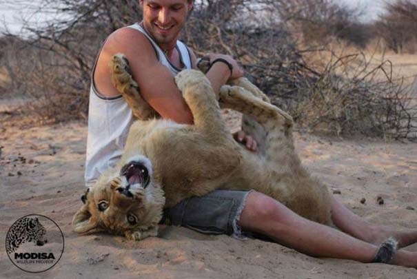 Ο φωτογράφος που έζησε με τα λιοντάρια στην Αφρική (7)