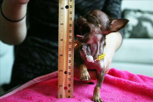 Ο μικρότερος σκύλος στον κόσμο (5)