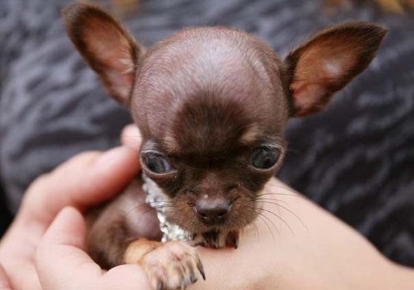 Ο μικρότερος σκύλος στον κόσμο (8)
