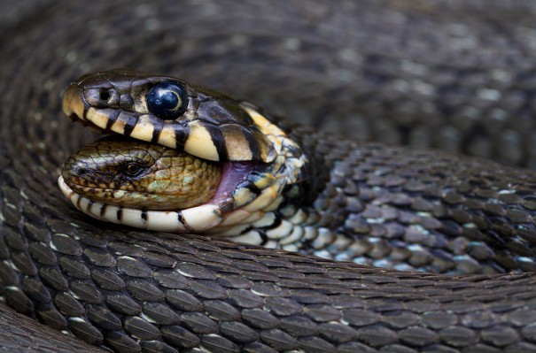 Φίδι τρώει φίδι | Φωτογραφία της ημέρας