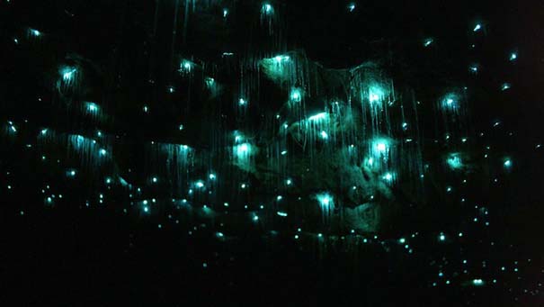 Πυγολαμπίδες δημιουργούν μοναδικό θέαμα σε σπήλαια της Νέας Ζηλανδίας (2)