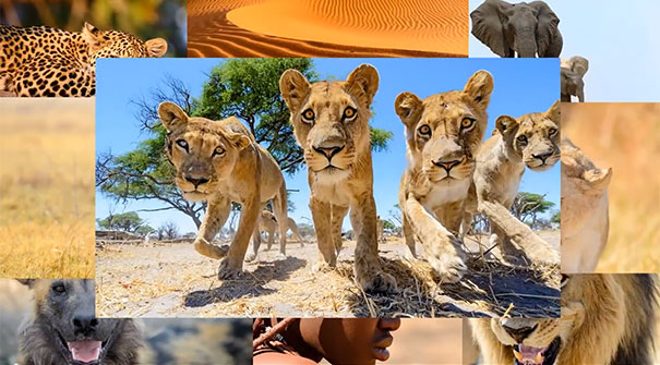 Απίστευτες εικόνες λιονταριών με τηλεκατευθυνόμενη κάμερα