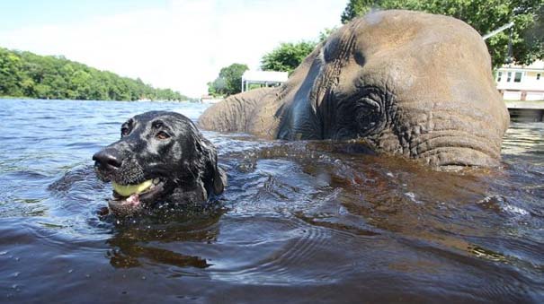 Η απίστευτη φιλία ενός ελέφαντα με ένα σκύλο (1)