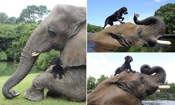 Η απίστευτη φιλία ενός ελέφαντα με ένα σκύλο (2)