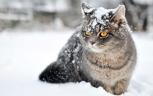 Γυναίκα κλώτσησε χιόνι σε γάτα, το μετάνιωσε πικρά (1)