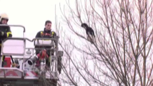 Γάτος συγκεντρώνει 7 πυροσβέστες και κάμερες για να σωθεί τελικά μόνος του