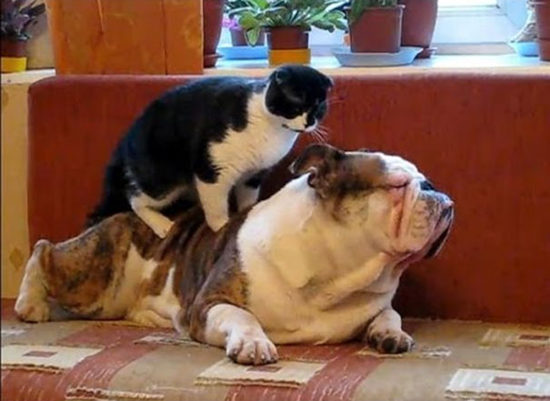 Γάτες κάνουν μασάζ σε σκύλους