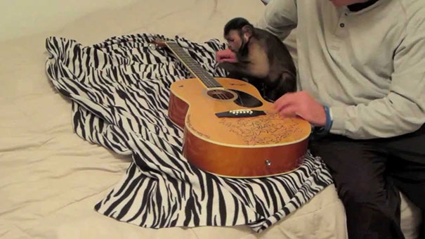Μαϊμού μαθαίνει να παίζει κιθάρα