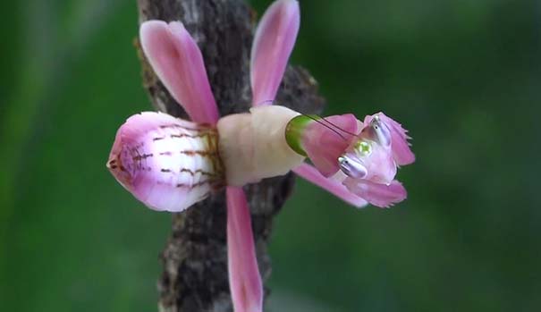 Orchid Mantis (2)