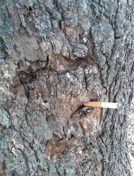 Το δέντρο που καπνίζει | Φωτογραφία της ημέρας
