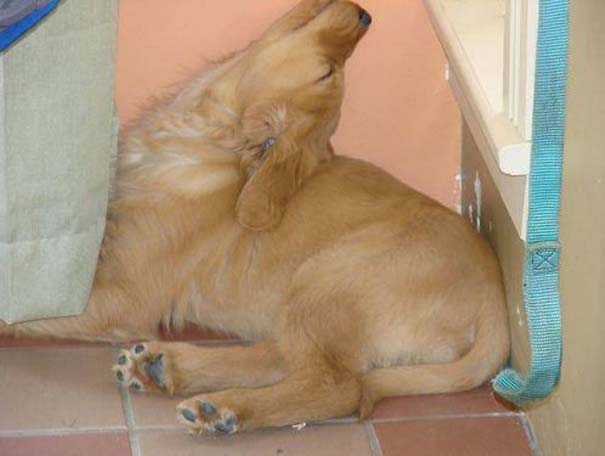 Σκύλοι στις πιο ασυνήθιστες στάσεις ύπνου (8)