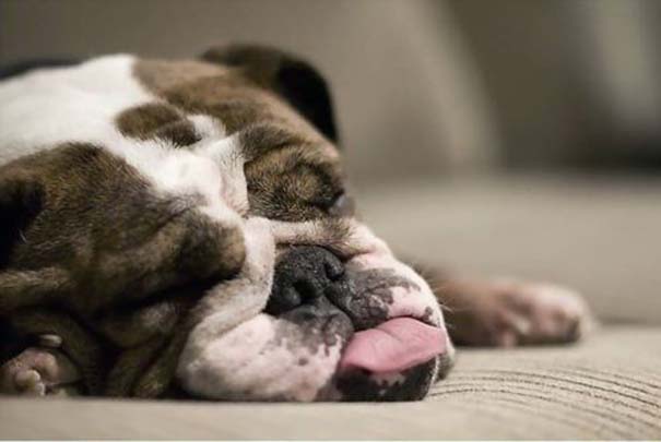Σκύλοι στις πιο ασυνήθιστες στάσεις ύπνου (10)