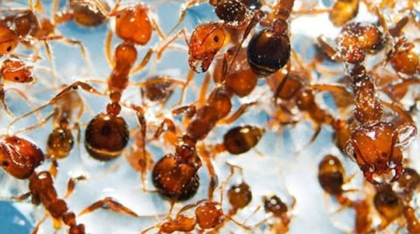 Οι τακτικές των μυρμηγκιών