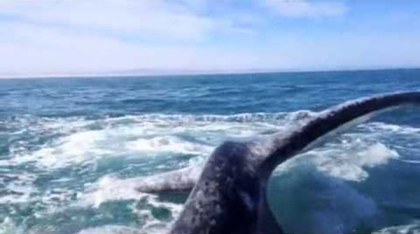 Ανυποψίαστη γυναίκα έφαγε σφαλιάρα από φάλαινα!