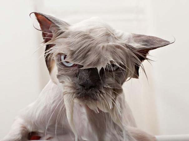 Φωτογραφίες που αποδεικνύουν πως οι γάτες μισούν το μπάνιο (1)