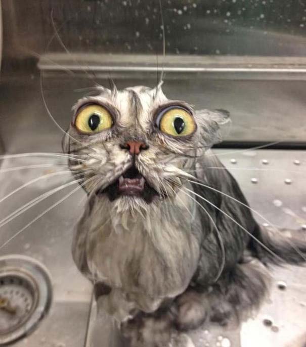 Φωτογραφίες που αποδεικνύουν πως οι γάτες μισούν το μπάνιο (2)
