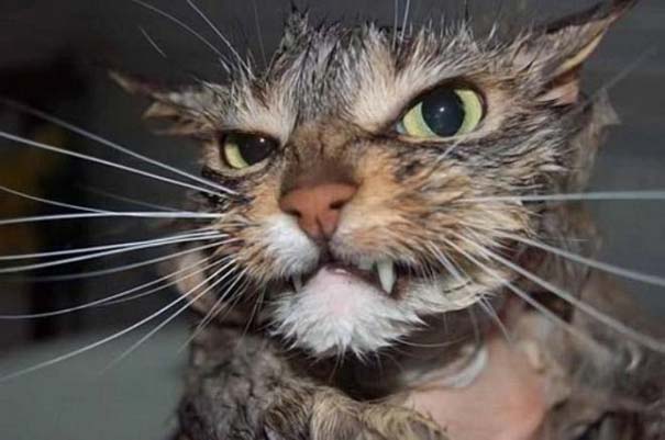 Φωτογραφίες που αποδεικνύουν πως οι γάτες μισούν το μπάνιο (5)