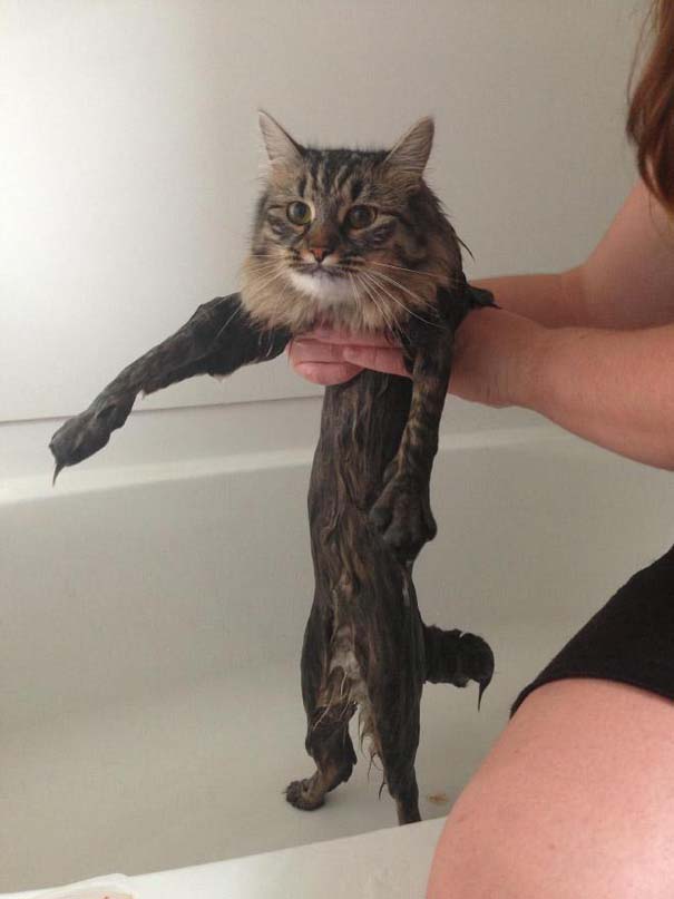 Φωτογραφίες που αποδεικνύουν πως οι γάτες μισούν το μπάνιο (6)