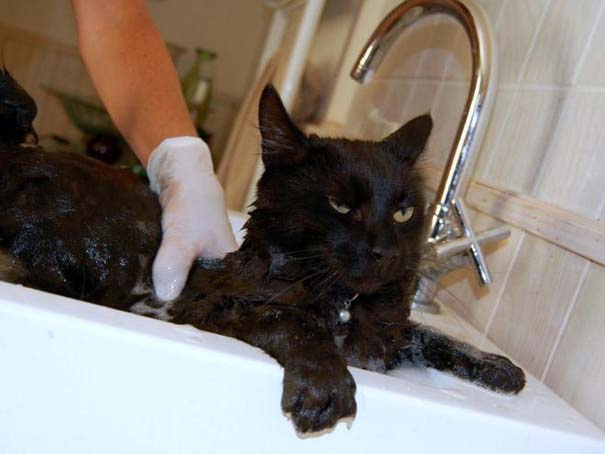 Φωτογραφίες που αποδεικνύουν πως οι γάτες μισούν το μπάνιο (7)
