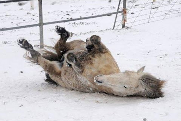 Άλογα παίζουν στο χιόνι