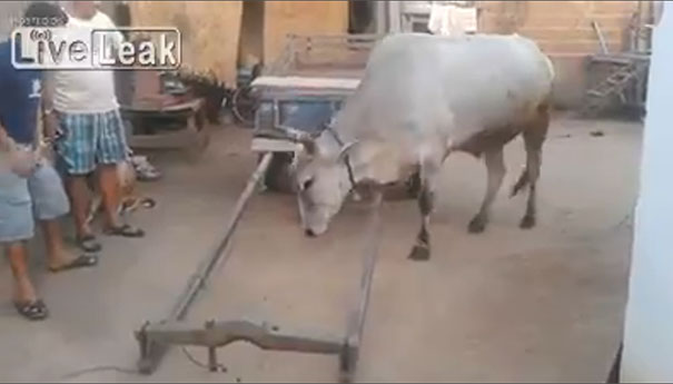 Έξυπνη αγελάδα ετοιμάζεται μόνη της για δουλειά