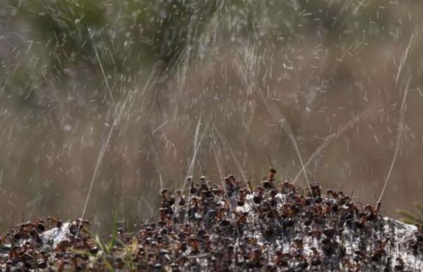 Τα μυρμήγκια έχουν τον τρόπο τους να προστατεύονται από τα πουλιά (2)