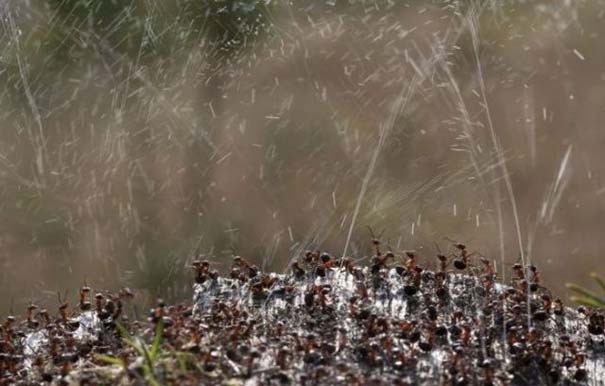 Τα μυρμήγκια έχουν τον τρόπο τους να προστατεύονται από τα πουλιά (5)