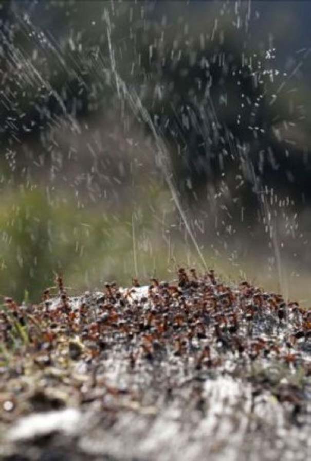 Τα μυρμήγκια έχουν τον τρόπο τους να προστατεύονται από τα πουλιά (6)