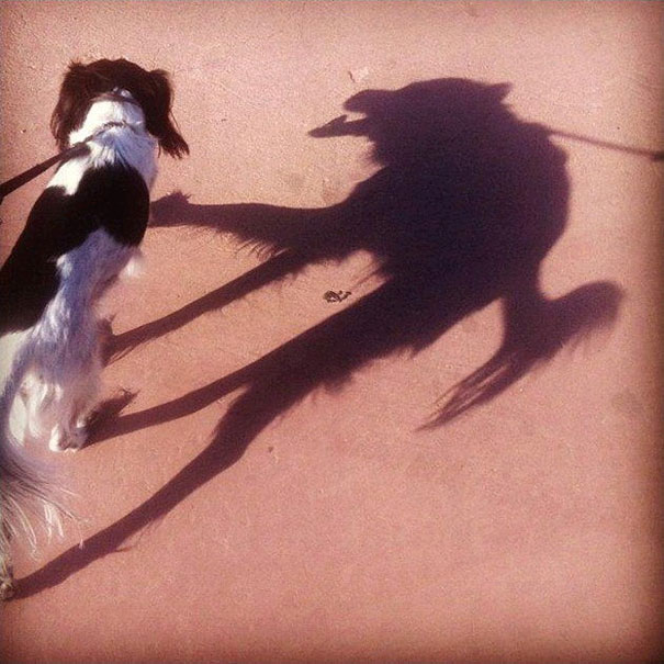Η σκοτεινή πλευρά ενός σκύλου | Φωτογραφία της ημέρας