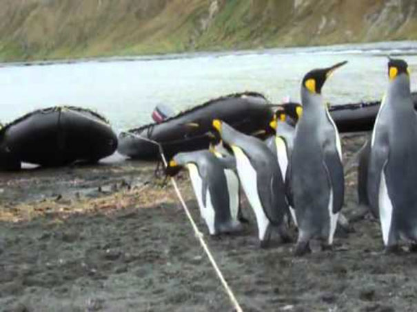 Πιγκουίνοι έρχονται αντιμέτωποι με ένα σκοινί στο δρόμο τους