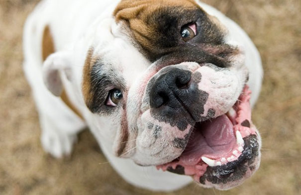 Σκύλοι που τρελαίνονται από χαρά με την επιστροφή του ιδιοκτήτη τους